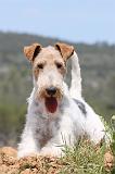 FOX TERRIER 284